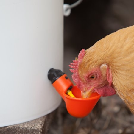 Auto-Fill© Automatic Chicken Waterer 5 Gallon 4 Drinker Cup Manual Fill
