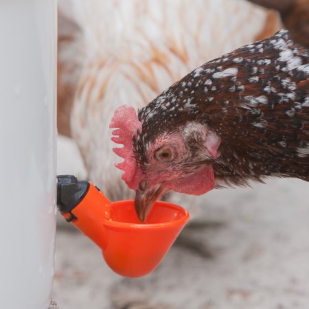 Auto-FIll© Automatic Chicken Waterer 5 Gallon 4 Drinker Cup Garden Hose Connection